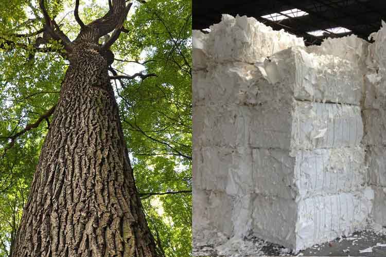 Vinapaco | Sự khác nhau giữa bột giấy làm từ cây gỗ cứng và cây gỗ mềm